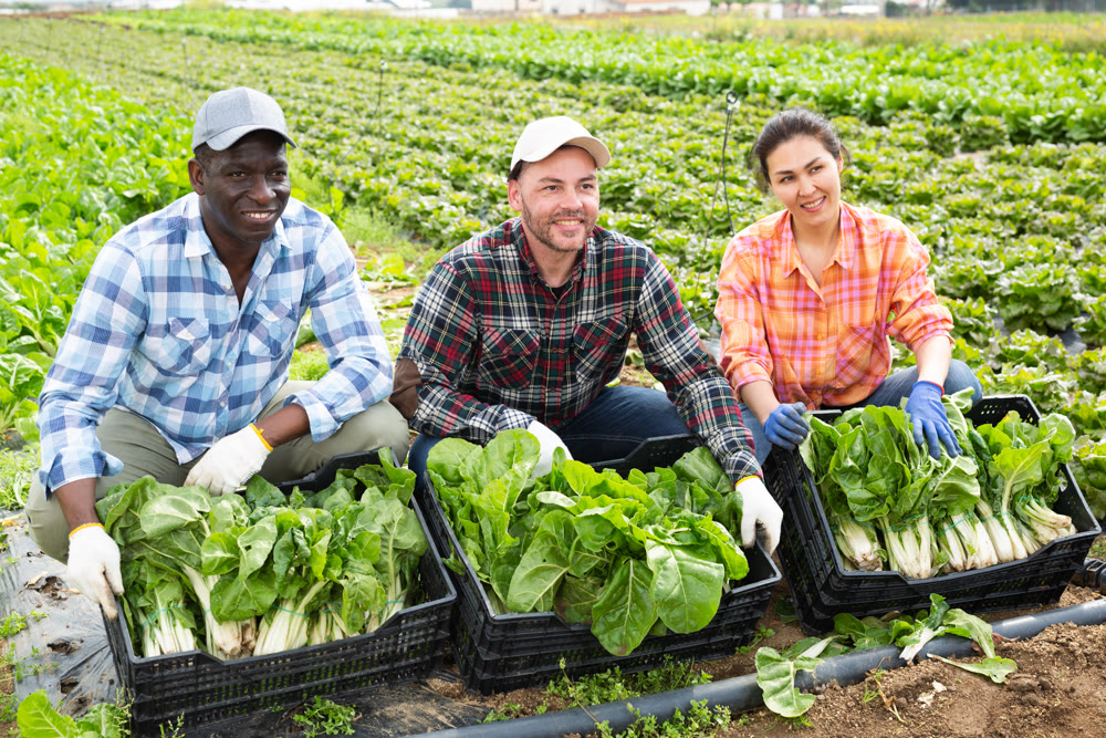 Three farmers are happy with harvested chard crop