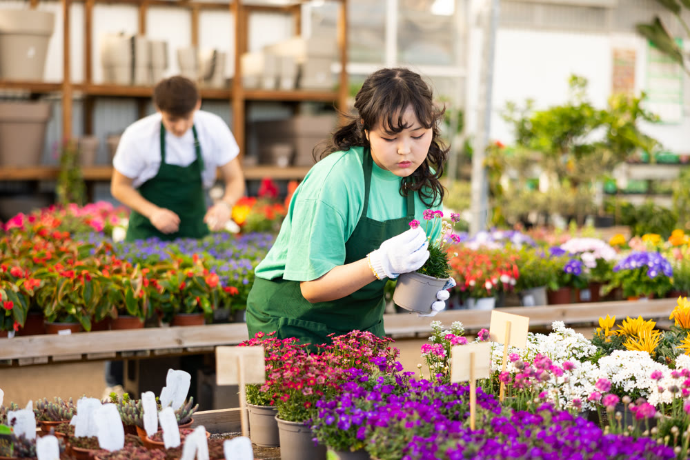 Young Asian salesgirl arranging pots with blooming sea thrift in store