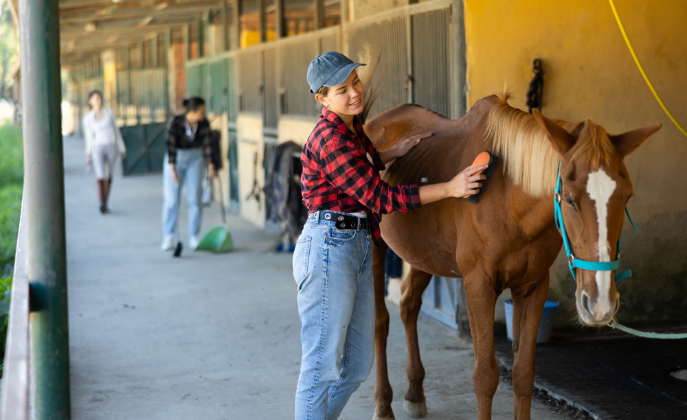 European girl has tied horse to hitching post and is combing animals croup