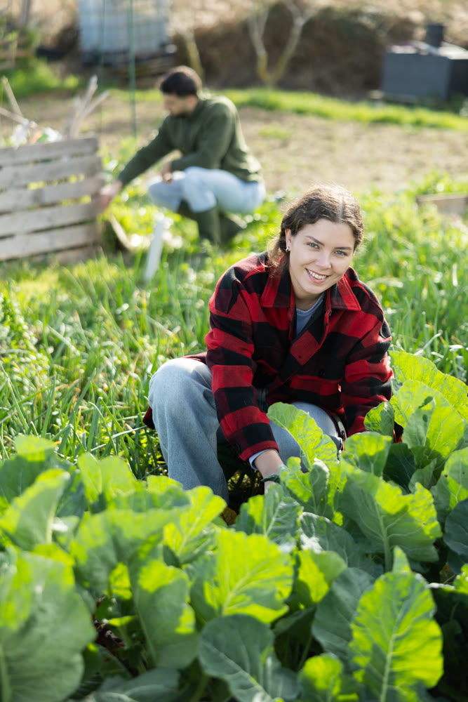 Woman tend to cabbage in beds in garden