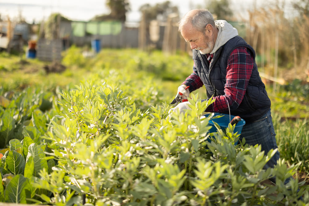 Elderly man trims plants in garden