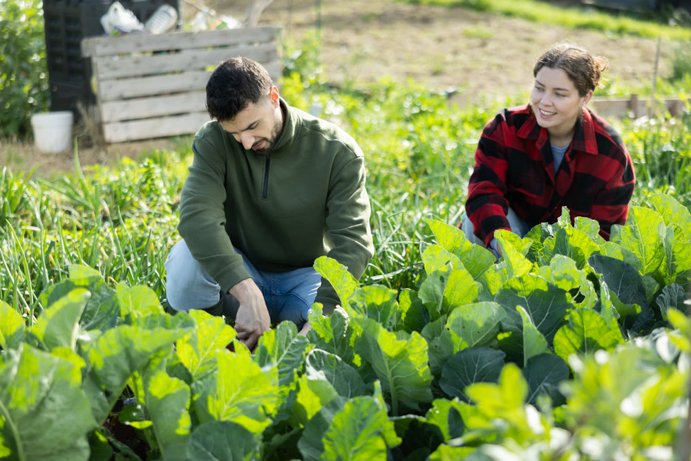 Young couple weeding garden with shovel