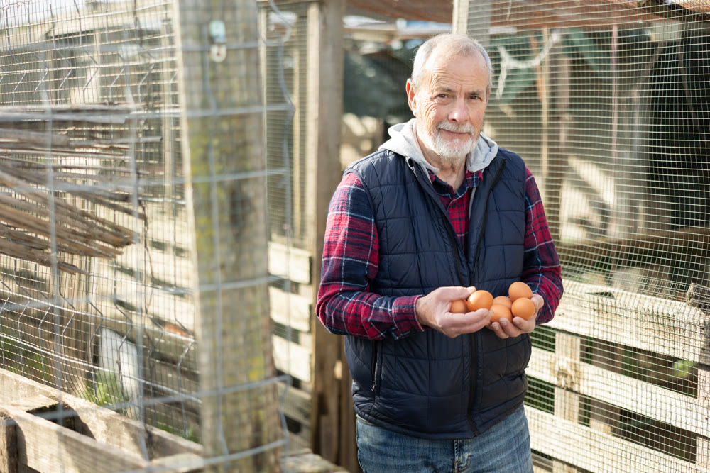 Eldery man with chicken eggs in hen house