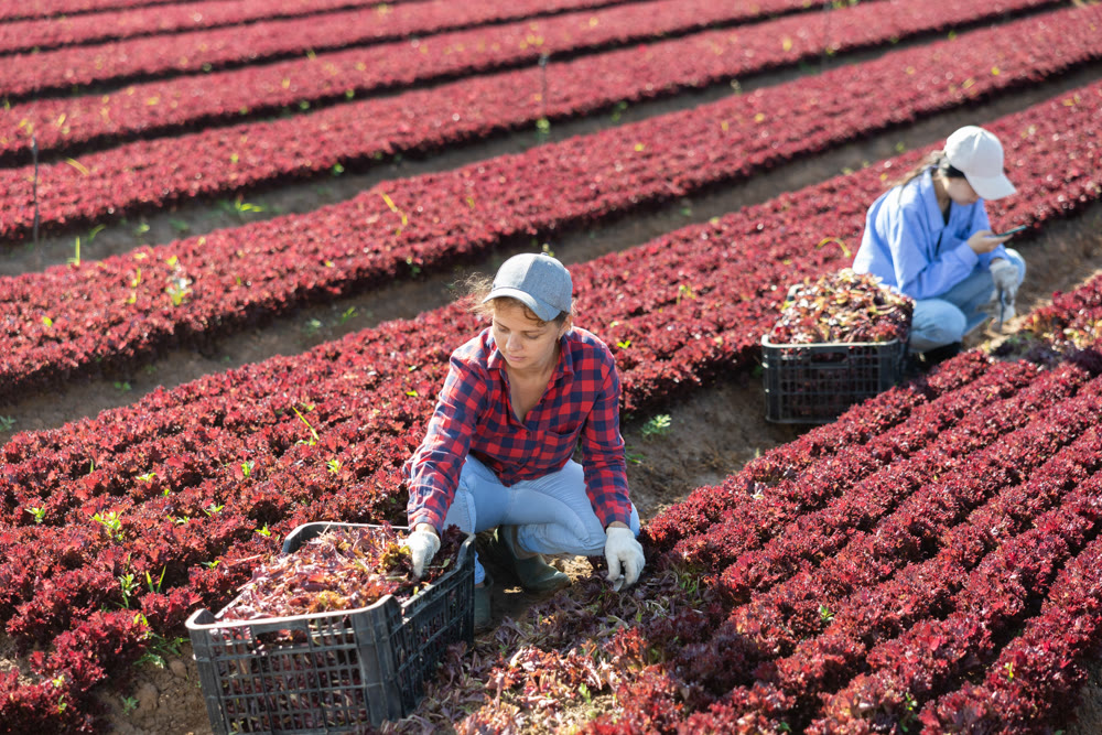 Female gardener harvesting red lettuce on field