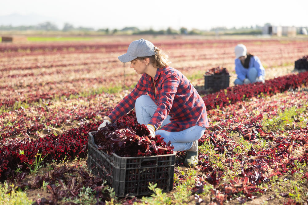Female gardener harvesting red lettuce on field