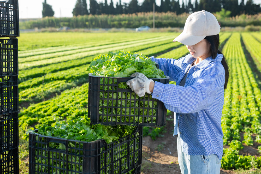 Portrait of asian girl stacking plastic crates with green lettuce harvest in backyard of farm