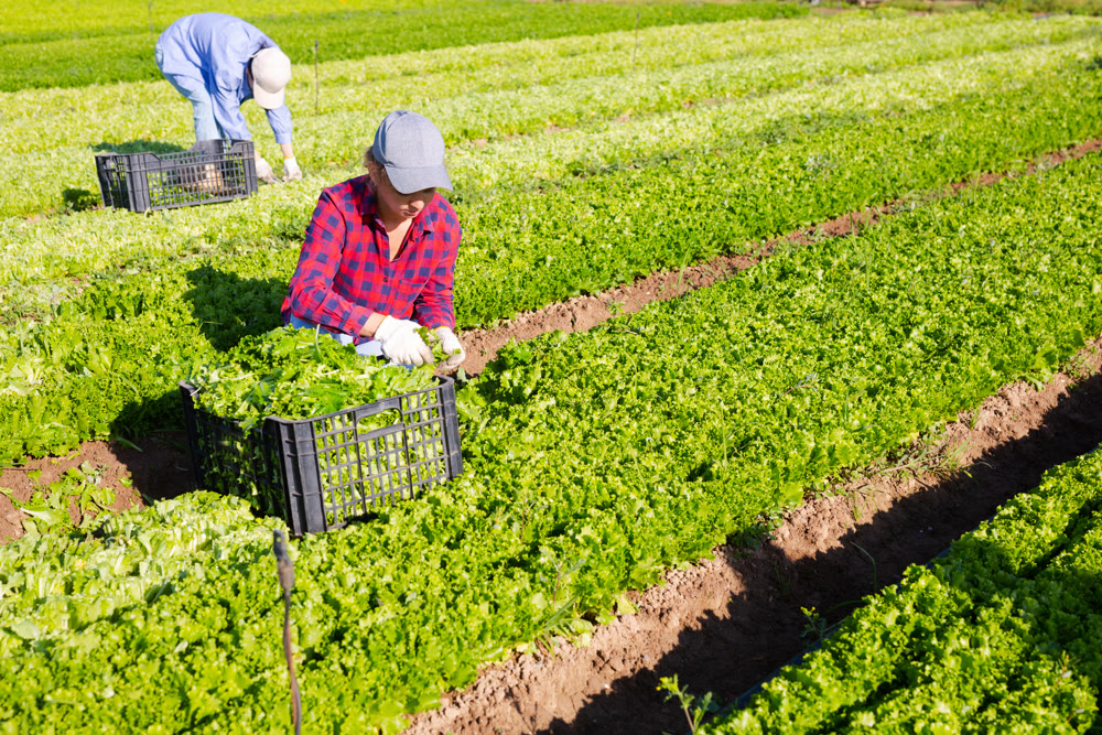 Young girl seasonal worker harvesting green lettuce at farm plantation