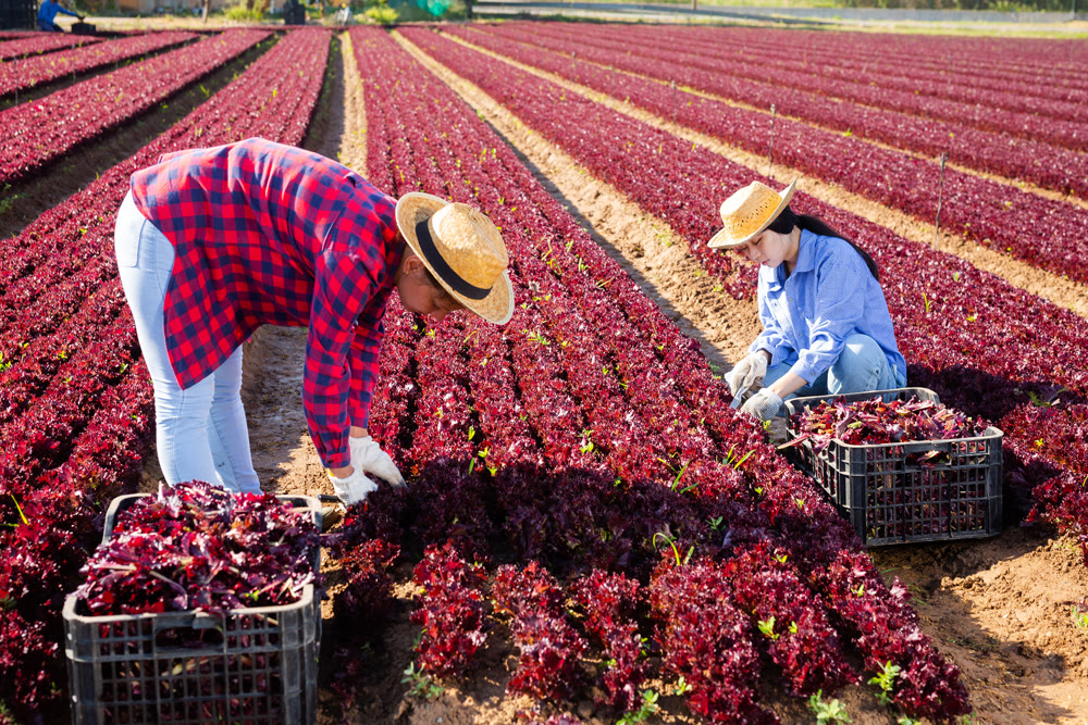 Two farmers harvest crop of red lettuce on farm field
