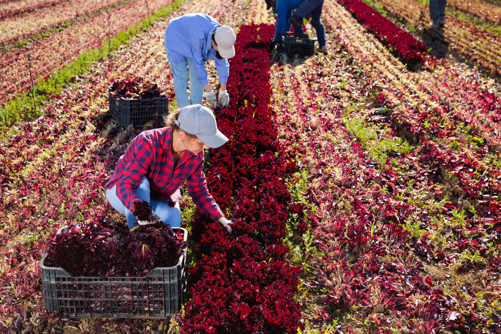 Woman horticulturist picking red leaf lettuce