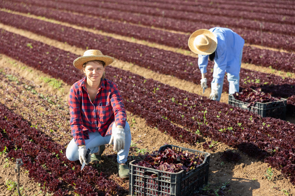 Portrait of focused female farm worker gathering harvest of organic red lettuce on field