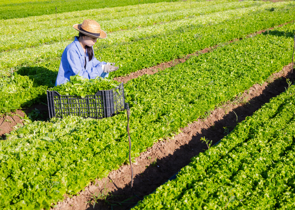 Asian young woman picking lettuce on plantation