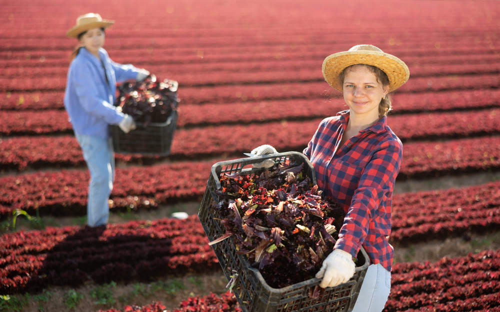 Young woman farmer holding crate full of organic red lettuce in farm field