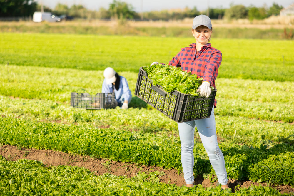 Happy young female farmer posing on plantation with harvested green lettuce