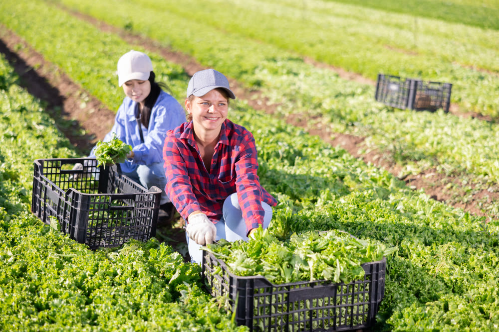 Smiling young workgirl harvesting green lettuce on farm field