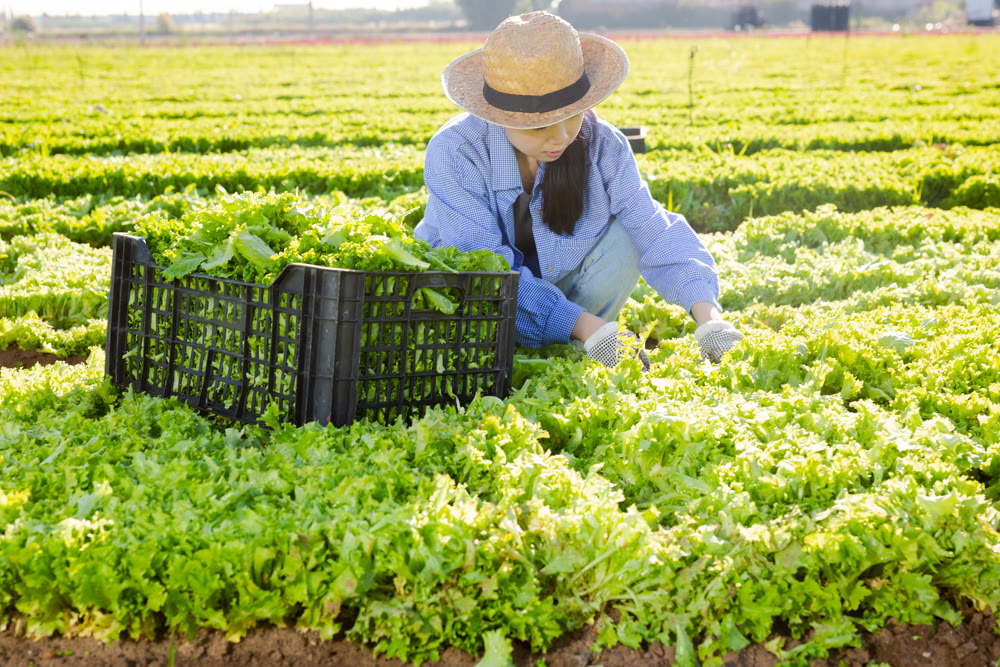 Asian young woman picking lettuce on plantation