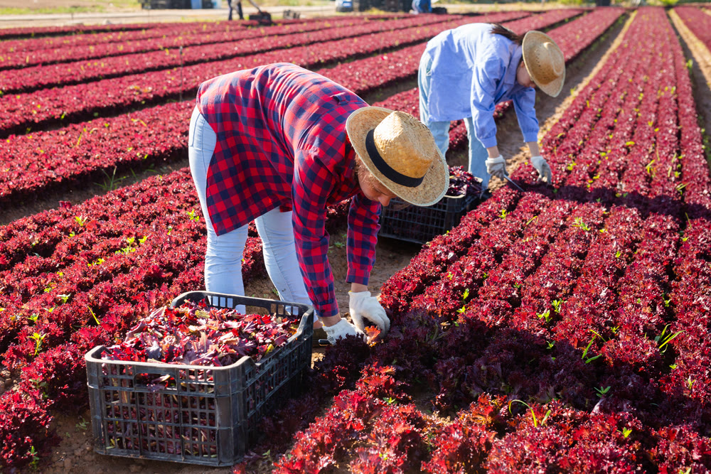 Two farmers work on field - harvest and clean red lettuce