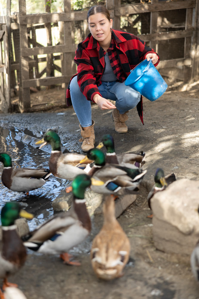 Female farmer feeds domestic ducks on shore of man-made pond in the backyard of farm
