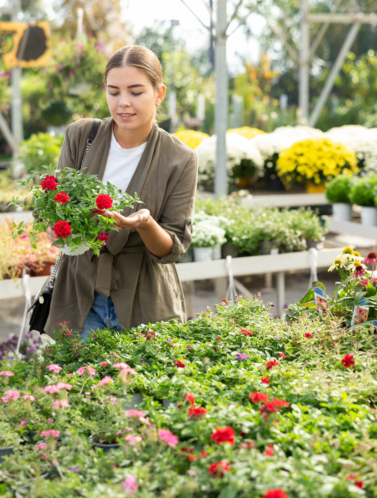 Flower market - smiling woman chooses and buys flowers red verbena