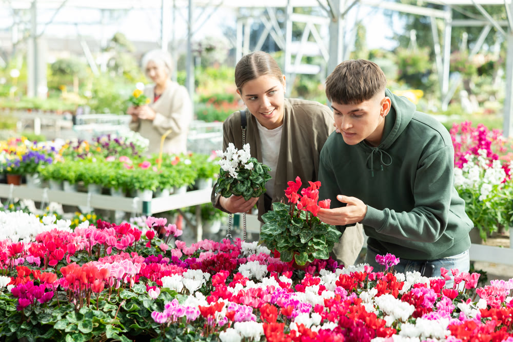 Couple customer-onlooker curiously examines showcase exhibition with indoor plant cyclamen