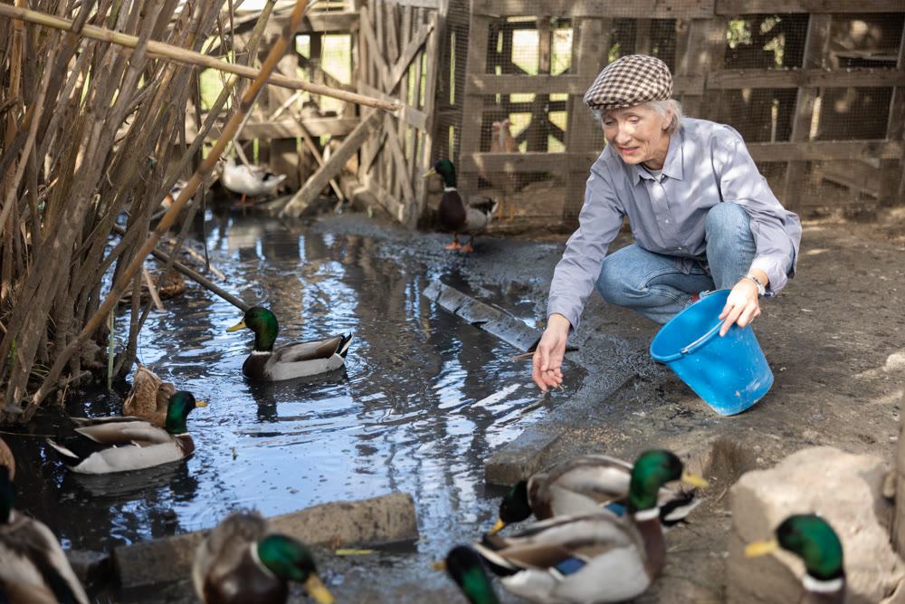 Mature European woman squatting on heaps and holding bucket feeding for mallard ducks near farm pond on sunny day in spring