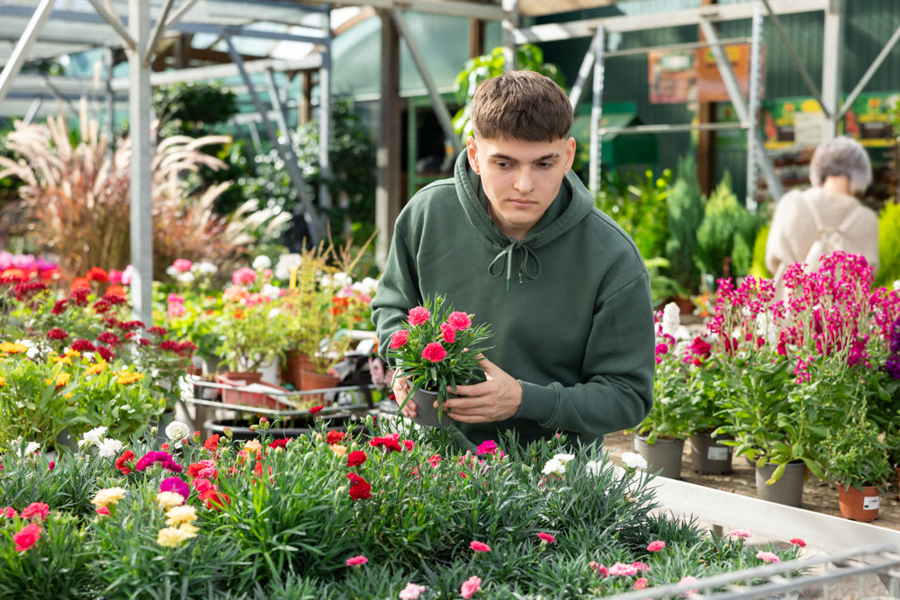 Young guy landscape designer view contemplate and examines dianthus plants