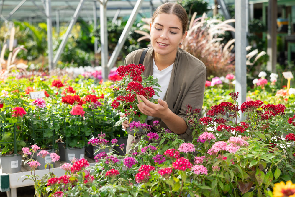 Young woman choosing pentas mix in flower shop