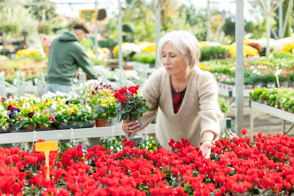 Mature female customer choosing potted cyclamen in container garden store