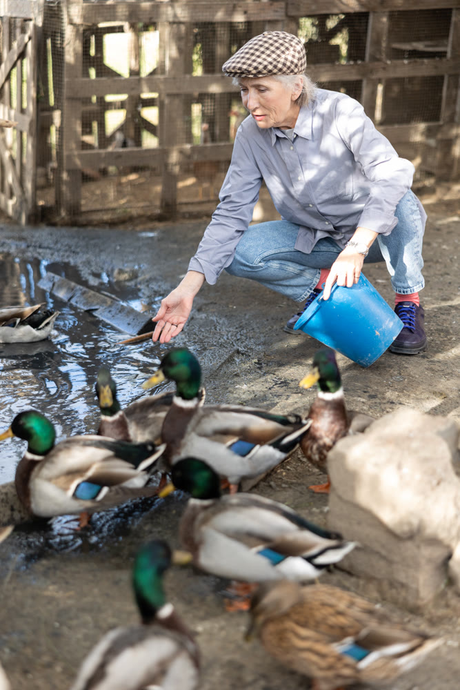 Elderly woman feeds domestic ducks on shore of man-made pond in the backyard of farm