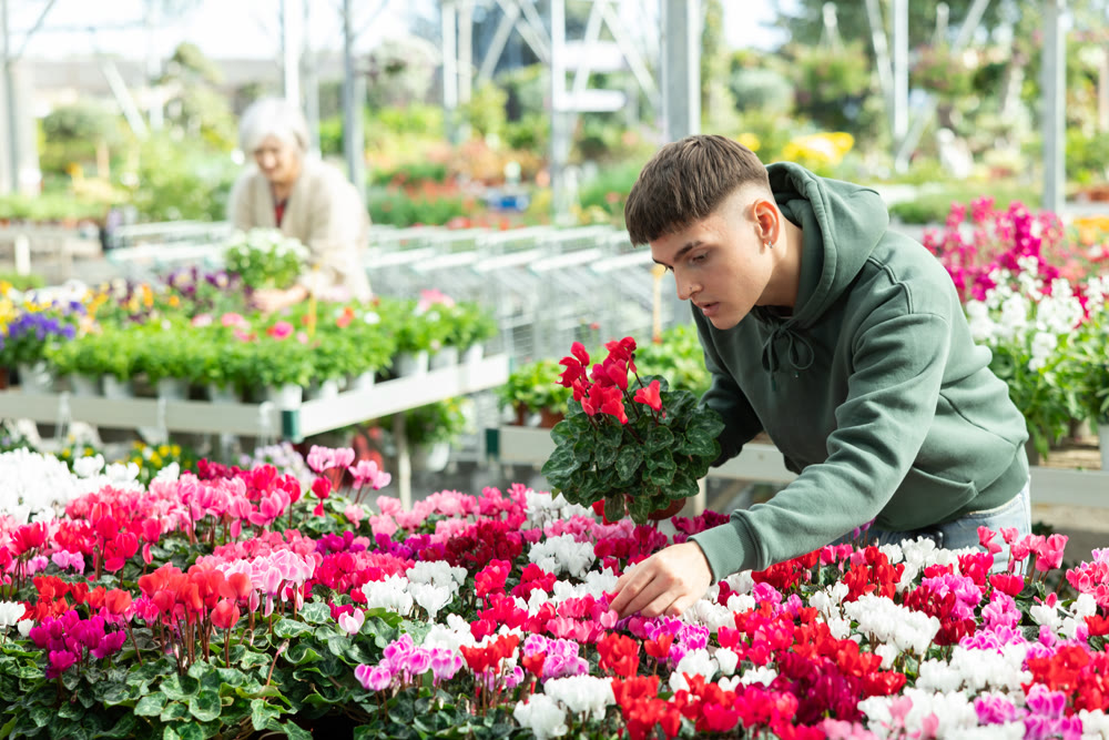 Young guy choosing cyclamen in flower shop