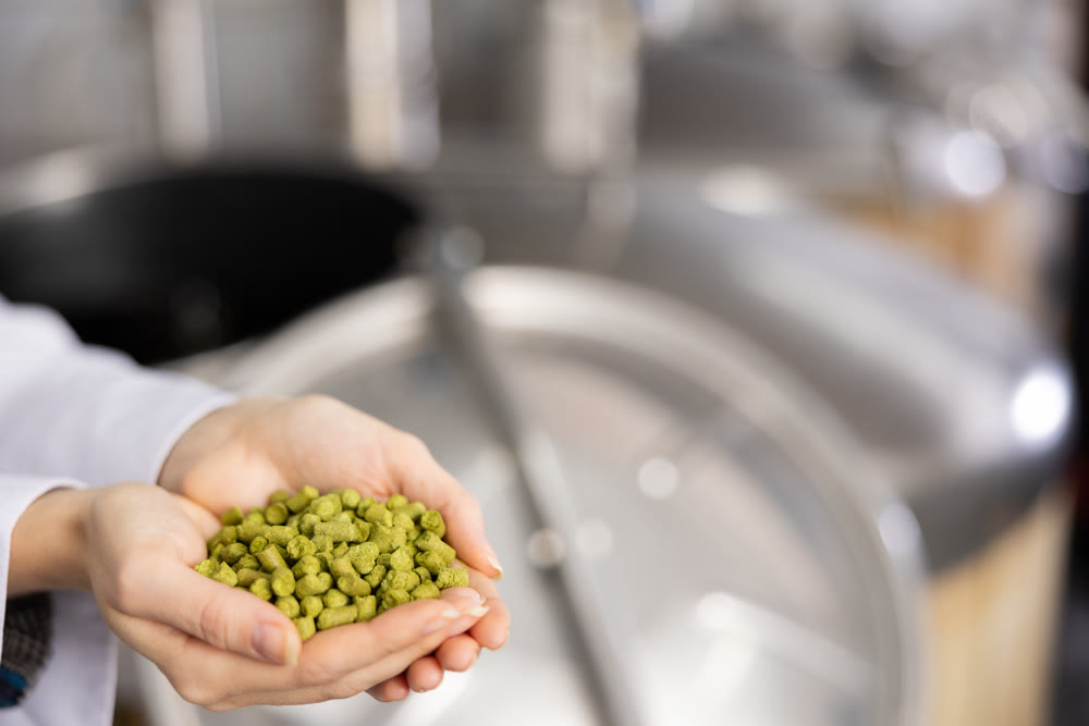Recycled hops in female hands close-up on the background of brewery