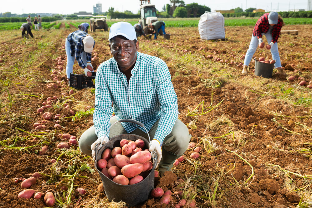 Cheerful african american worker harvesting potatoes in farm field