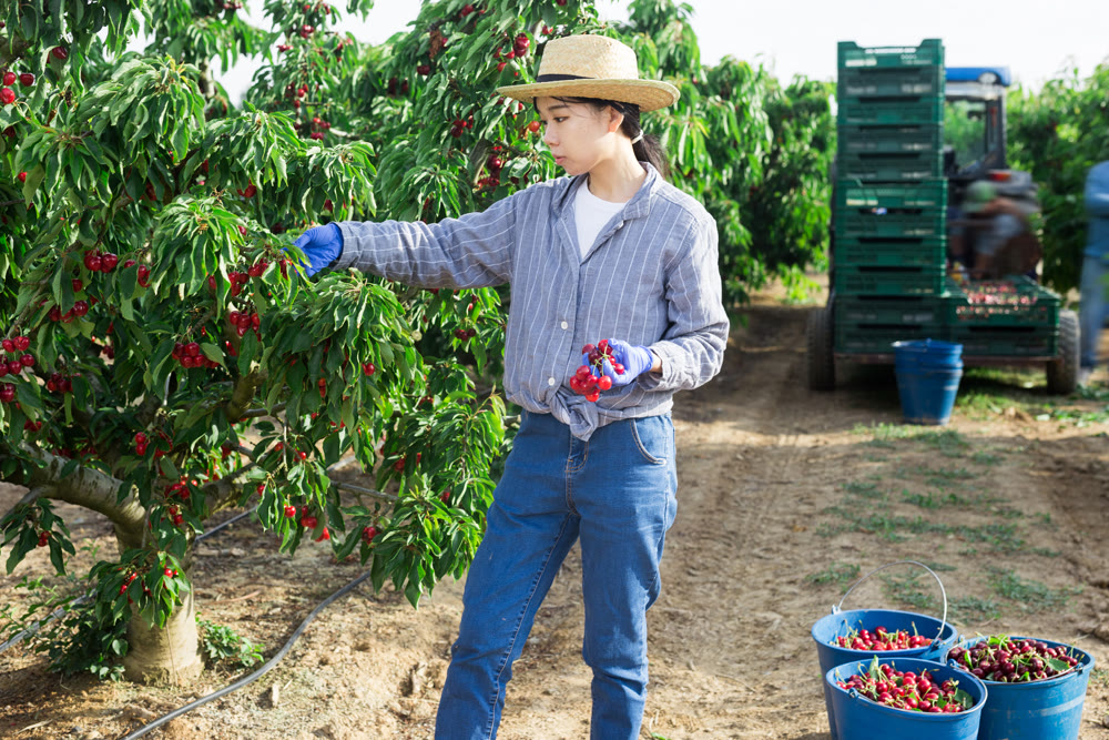 Woman gardener picking sweet cherry at orchard