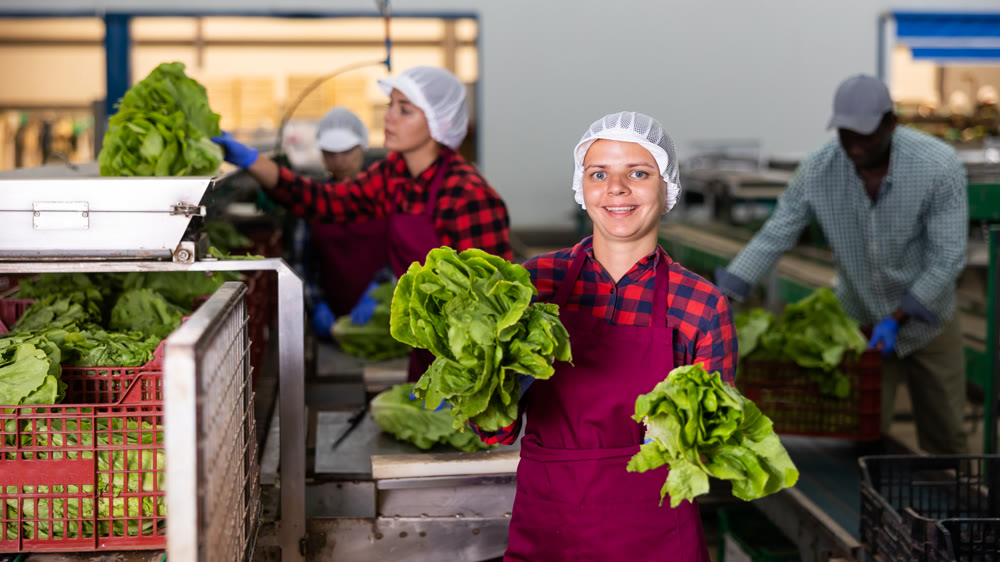 Portrait of positive woman vegetable factory worker with lettuce