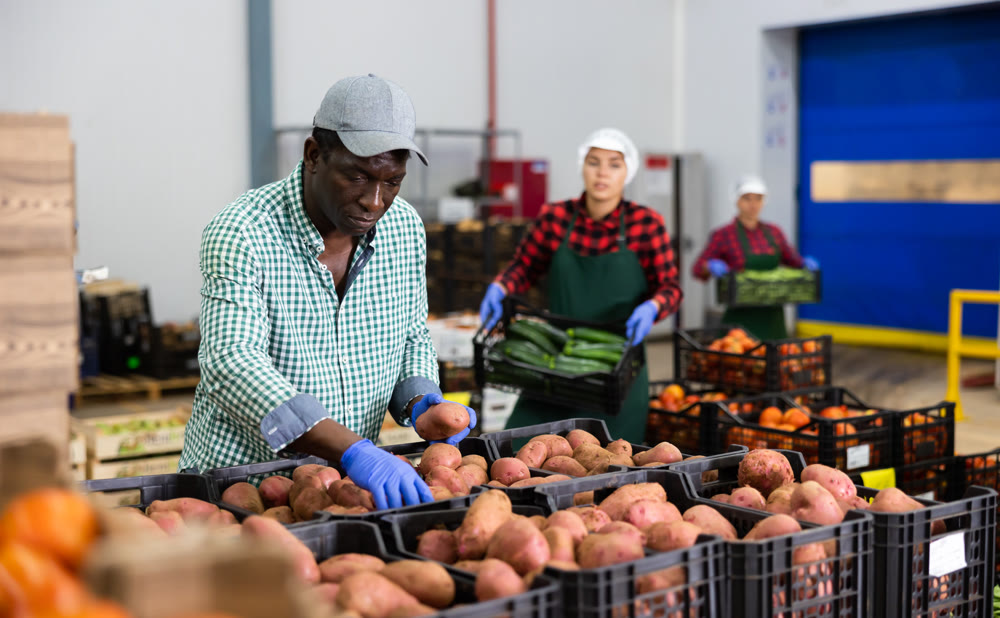 Hired food warehouse worker checks quality of the harvested potato crop