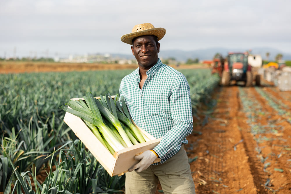Successful african american horticulturist showing harested leek in box