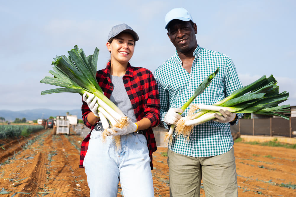 Positive man and woman farmers with fresh leek on vegetable field