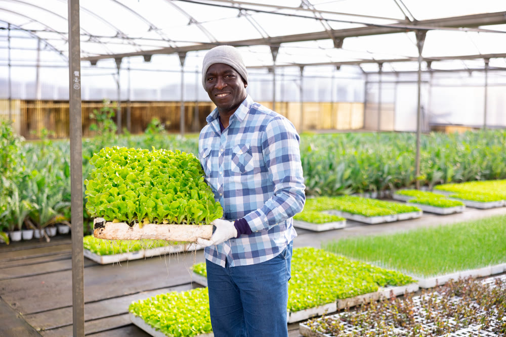 African american man holding boxes of lettuce seedlings