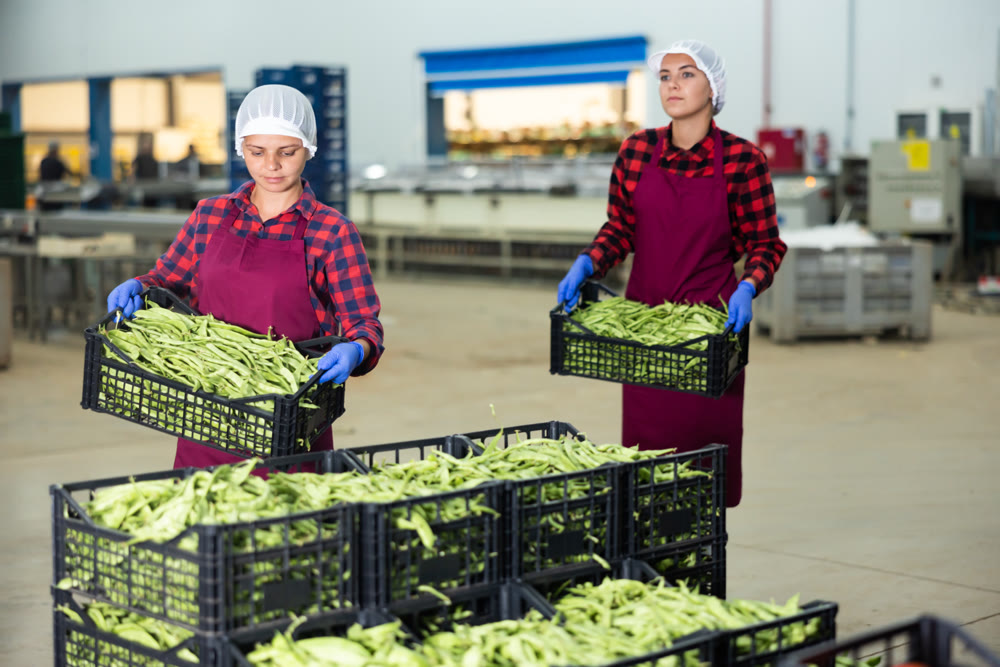 Women working in vegetable warehouse