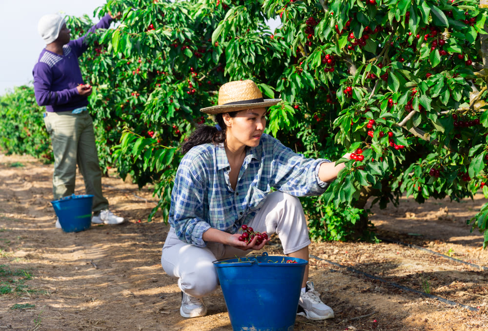 Man and woman are harvesting cherries