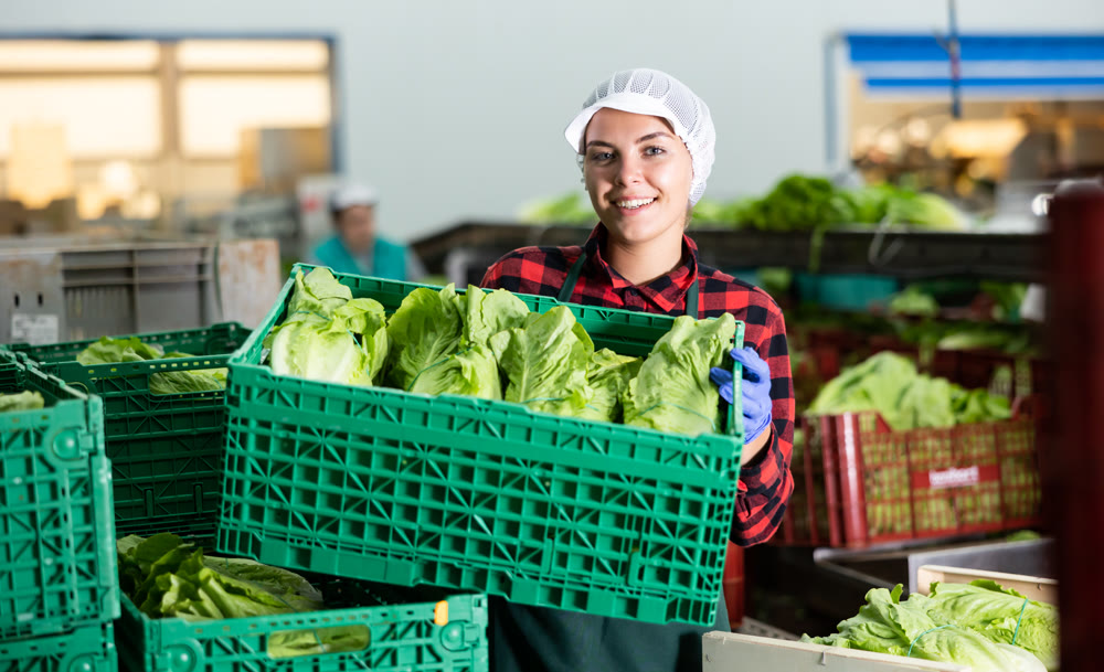 Satisfied female worker demonstrating ripe lettuce while sorting at vegetable sorting factory