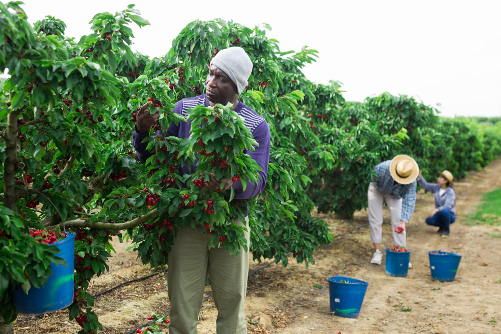 Male owner of citrus farm gathering harvest of ripe cherry