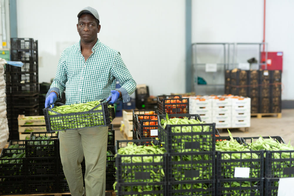 Loader dragging boxes of beans in vegetable processing factory