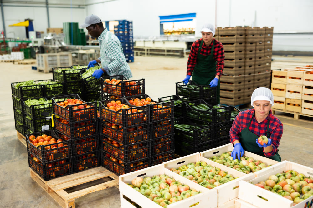 Man and women working in vegetable warehouse