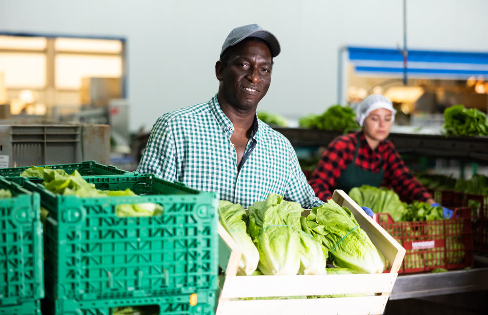 Portrait of an african american farmer with a crate of Peking cabbage