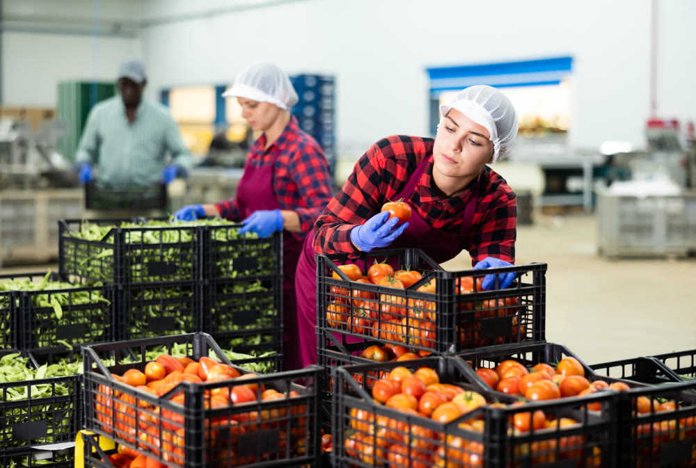 Young farmer woman inspects freshly picked tomatoes