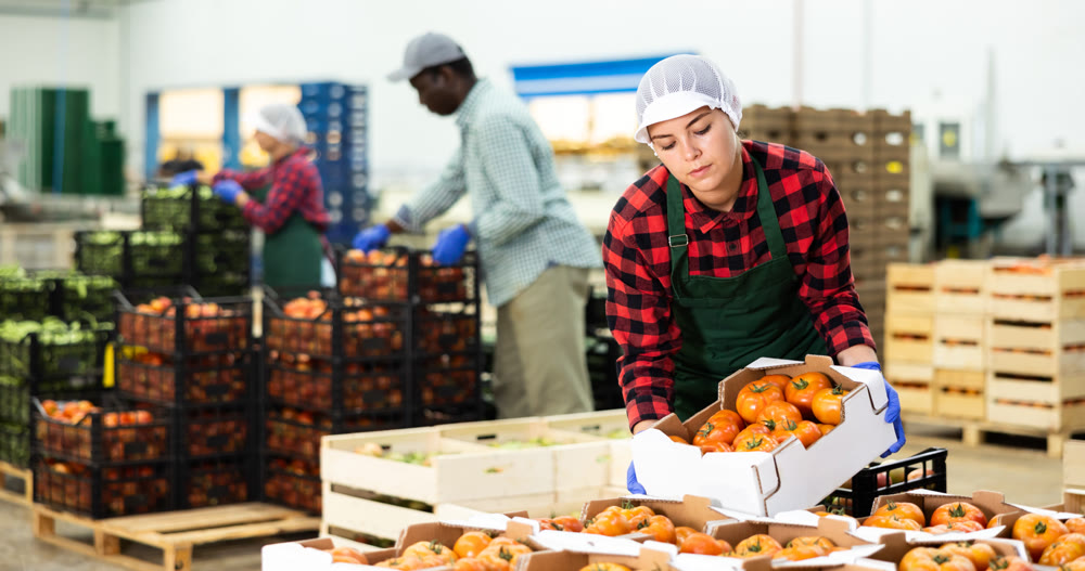 Girl in uniform carrying crate of ripe tomatoes in storehouse