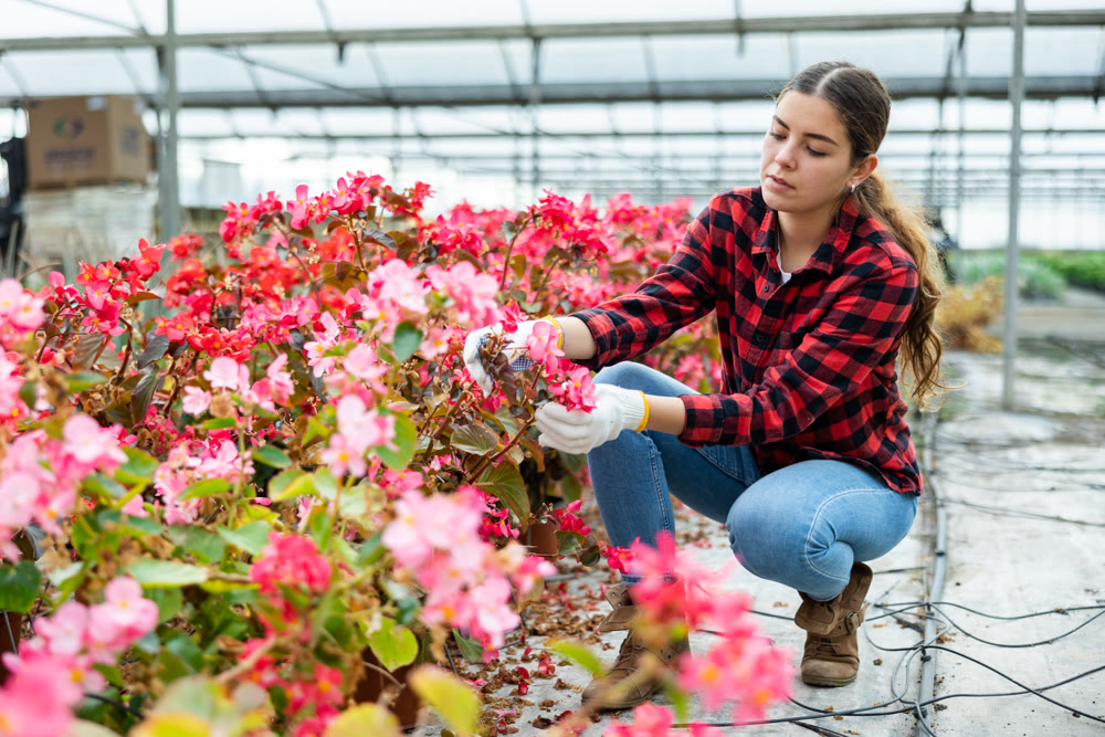 Woman farm worker carring for pink begonia