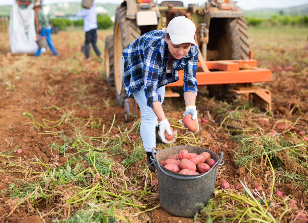 Woman farm worker picking potato tubers into bucket in field