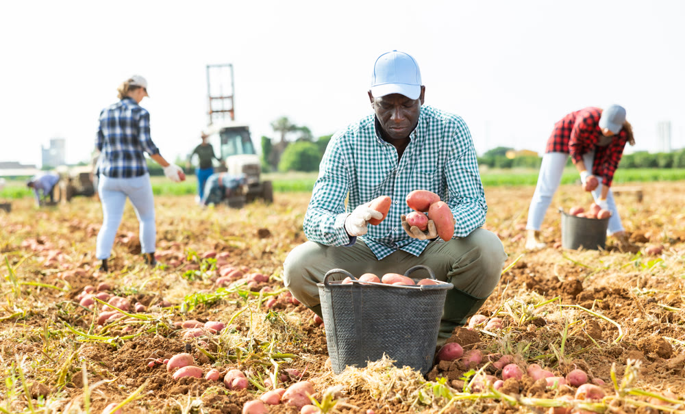 Skilled male farmer harvesting potato on field
