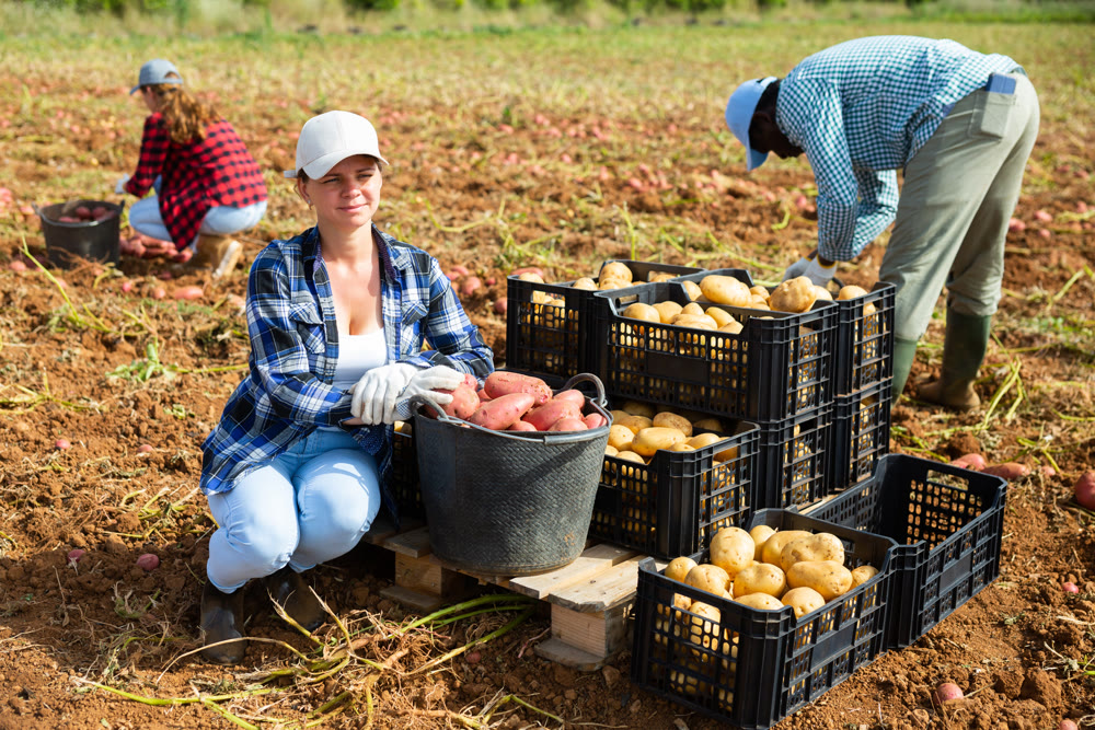 Successful female horticulturist near boxes of harvested potatoes in field
